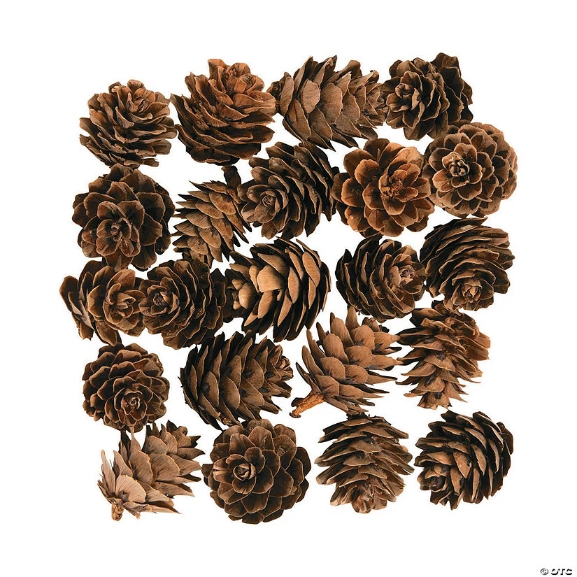 Buy โค๏ธ Mini Pinecones - 24 Pc. ๐ 3 Buy โค๏ธ Mini Pinecones - 24 Pc. ๐