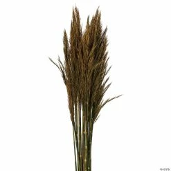Buy ✨ Vickerman 36" Aspen Gold Plume Reed 2 Pack Bundle 🔥 -Fall Crafts Sales vickerman 36 aspen gold plume reed 2 pack bundle13968686 a01