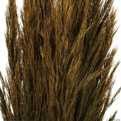 Buy ✨ Vickerman 36" Aspen Gold Plume Reed 2 Pack Bundle 🔥 -Fall Crafts Sales vickerman 36 aspen gold plume reed 2 pack bundle13968686 a02