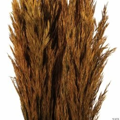 Budget 🥰 Vickerman 36" Autumn Plume Reed 2 Pack Bundle 😉 -Fall Crafts Sales vickerman 36 autumn plume reed 2 pack bundle13968687 a02