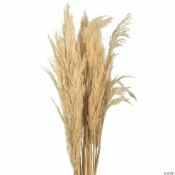 Coupon 🌟 Vickerman 36" Bleached Plume Reed 2 Pack Bundle 😀 -Fall Crafts Sales vickerman 36 bleached plume reed 2 pack bundle13968689 a03