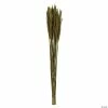 Buy 🧨 Vickerman 36" Green Plume Reed 2 Pack Bundle ✔️ -Fall Crafts Sales vickerman 36 green plume reed 2 pack bundle13968684