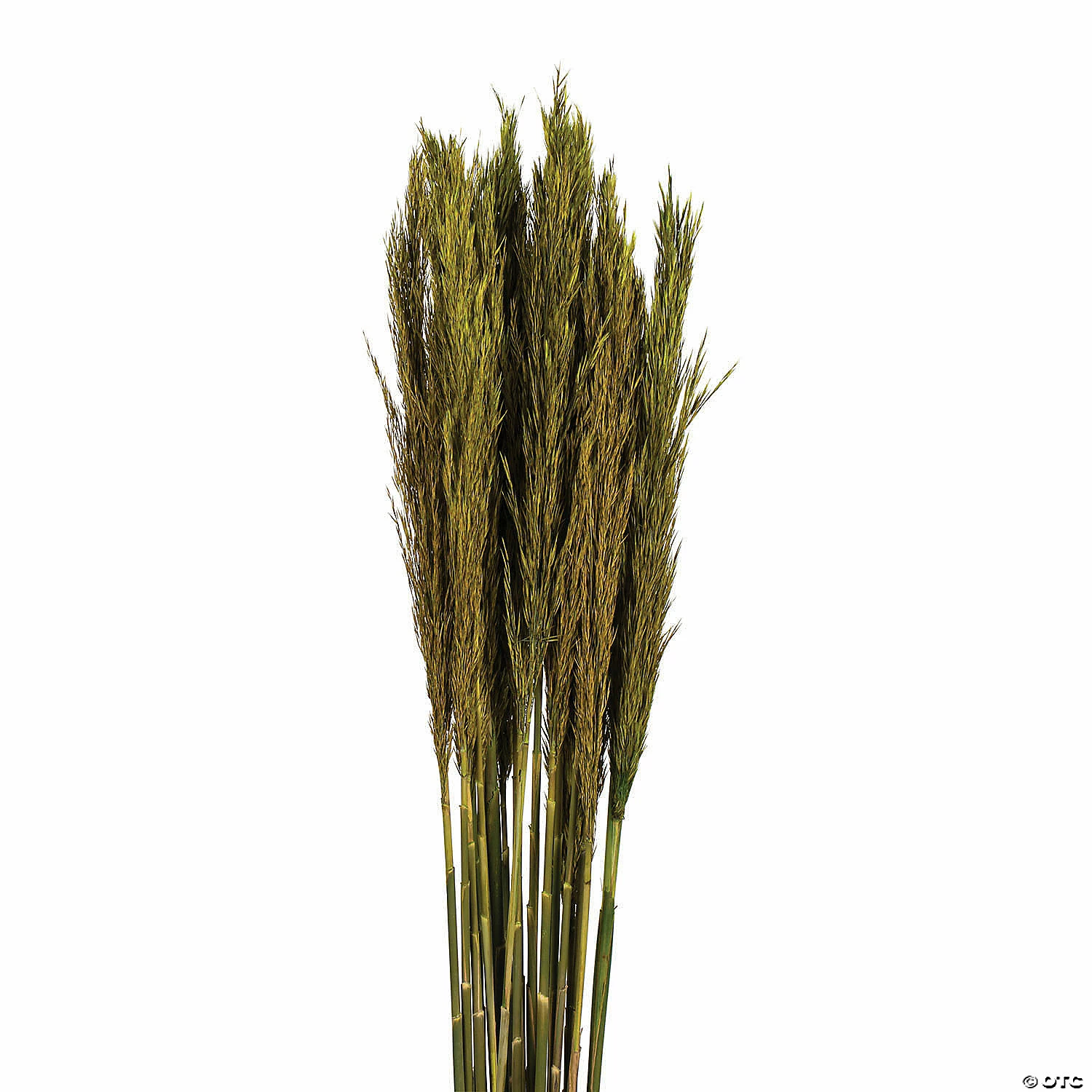 Buy ๐งจ Vickerman 36" Green Plume Reed 2 Pack Bundle โ๏ธ 4 Buy ๐งจ Vickerman 36" Green Plume Reed 2 Pack Bundle โ๏ธ - Image 2
