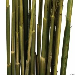 Buy ๐งจ Vickerman 36" Green Plume Reed 2 Pack Bundle โ๏ธ 8 Buy ๐งจ Vickerman 36" Green Plume Reed 2 Pack Bundle โ๏ธ -Fall Crafts Sales vickerman 36 green plume reed 2 pack bundle13968684 a02