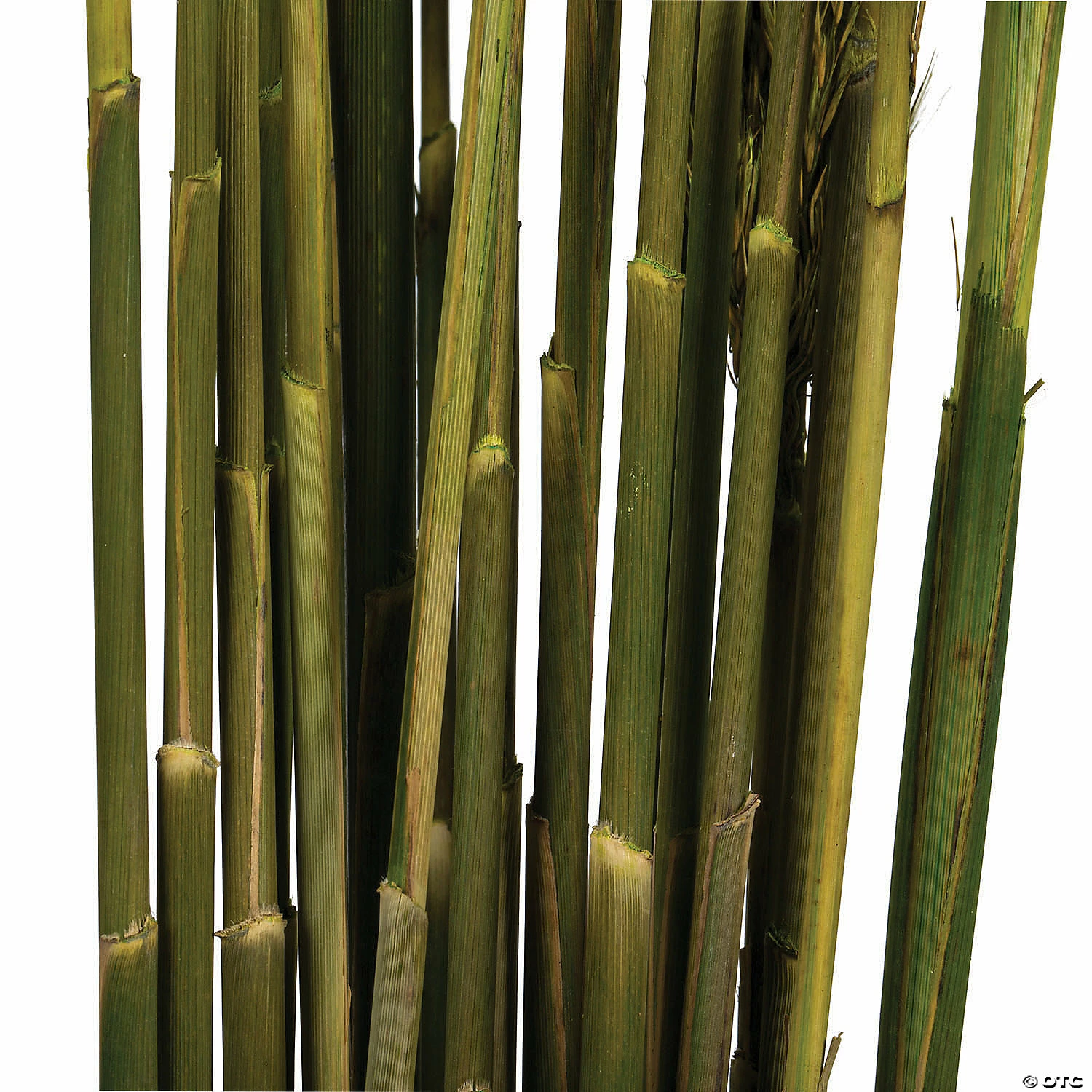 Buy ๐งจ Vickerman 36" Green Plume Reed 2 Pack Bundle โ๏ธ 5 Buy ๐งจ Vickerman 36" Green Plume Reed 2 Pack Bundle โ๏ธ - Image 3