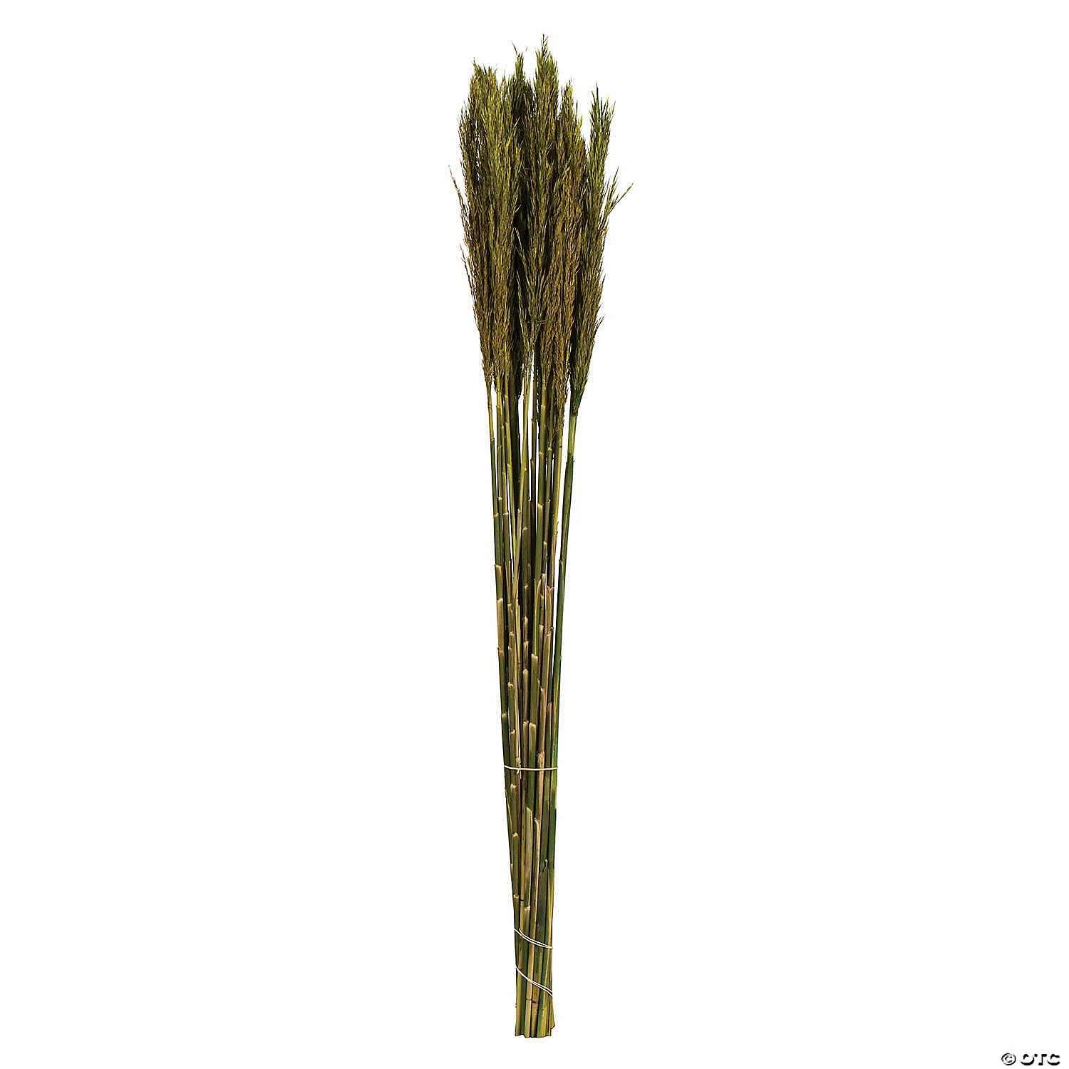 Buy ๐งจ Vickerman 36" Green Plume Reed 2 Pack Bundle โ๏ธ 3 Buy ๐งจ Vickerman 36" Green Plume Reed 2 Pack Bundle โ๏ธ