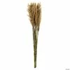 Best reviews of โค๏ธ Vickerman 36" Ivory Plume Reed 2 Pack Bundle ๐งจ 2 Best reviews of โค๏ธ Vickerman 36" Ivory Plume Reed 2 Pack Bundle ๐งจ -Fall Crafts Sales vickerman 36 ivory plume reed 2 pack bundle13968682
