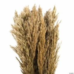 Best reviews of ❤️ Vickerman 36" Ivory Plume Reed 2 Pack Bundle 🧨 -Fall Crafts Sales vickerman 36 ivory plume reed 2 pack bundle13968682 a02