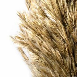 Best reviews of ❤️ Vickerman 36" Ivory Plume Reed 2 Pack Bundle 🧨 -Fall Crafts Sales vickerman 36 ivory plume reed 2 pack bundle13968682 a03