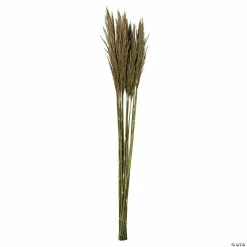 Coupon 🌟 Vickerman 36" Natural Green Plume Reed 2 Pack Bundle 🛒