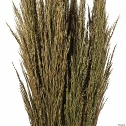 Coupon 🌟 Vickerman 36" Natural Green Plume Reed 2 Pack Bundle 🛒 -Fall Crafts Sales vickerman 36 natural green plume reed 2 pack bundle13968683 a02