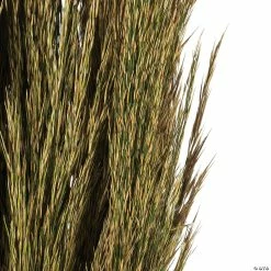 Coupon 🌟 Vickerman 36" Natural Green Plume Reed 2 Pack Bundle 🛒 -Fall Crafts Sales vickerman 36 natural green plume reed 2 pack bundle13968683 a03